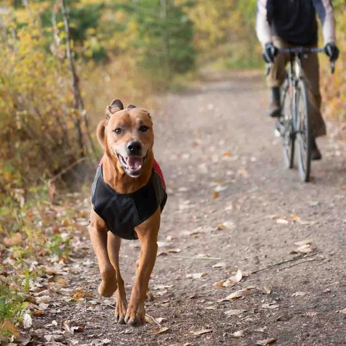 EzyDog Element Jacket - Orange Large (Customer Return)